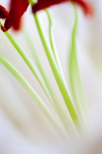 Preview wallpaper flowers, stems, blur, light