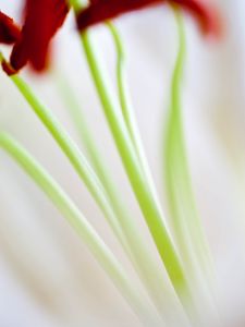 Preview wallpaper flowers, stems, blur, light