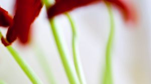 Preview wallpaper flowers, stems, blur, light