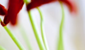 Preview wallpaper flowers, stems, blur, light