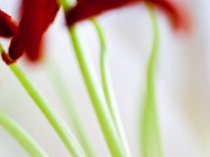 Preview wallpaper flowers, stems, blur, light