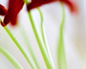 Preview wallpaper flowers, stems, blur, light