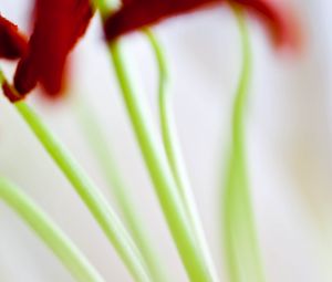 Preview wallpaper flowers, stems, blur, light