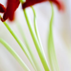 Preview wallpaper flowers, stems, blur, light