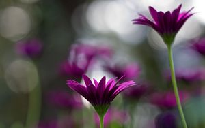 Preview wallpaper flowers, stems, blurred, close-up