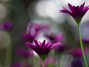 Preview wallpaper flowers, stems, blurred, close-up