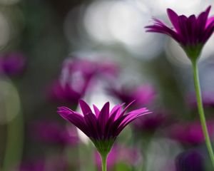 Preview wallpaper flowers, stems, blurred, close-up