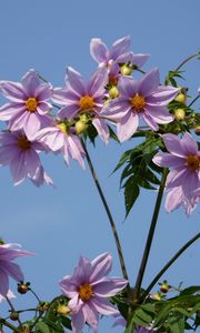 Preview wallpaper flowers, stems, sky, height, clear
