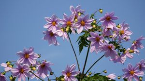 Preview wallpaper flowers, stems, sky, height, clear