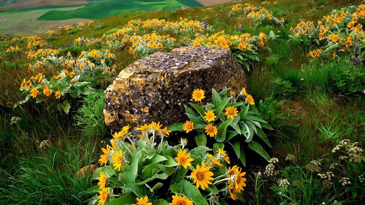 Wallpaper flowers, stone, slope, orange, mountain