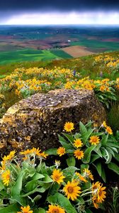 Preview wallpaper flowers, stone, slope, orange, mountain