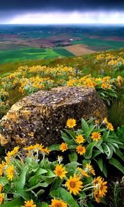 Preview wallpaper flowers, stone, slope, orange, mountain