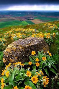 Preview wallpaper flowers, stone, slope, orange, mountain