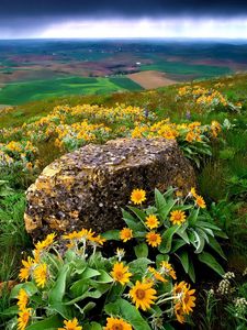 Preview wallpaper flowers, stone, slope, orange, mountain