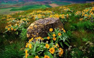 Preview wallpaper flowers, stone, slope, orange, mountain