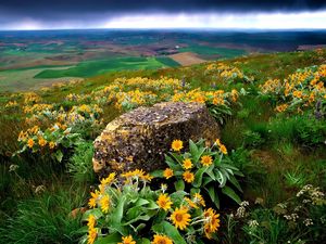 Preview wallpaper flowers, stone, slope, orange, mountain