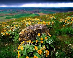 Preview wallpaper flowers, stone, slope, orange, mountain