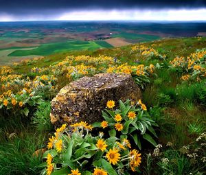 Preview wallpaper flowers, stone, slope, orange, mountain