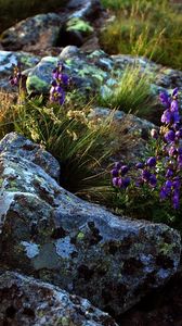 Preview wallpaper flowers, stones, lilac, grass, life