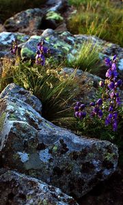 Preview wallpaper flowers, stones, lilac, grass, life