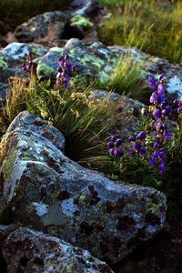 Preview wallpaper flowers, stones, lilac, grass, life