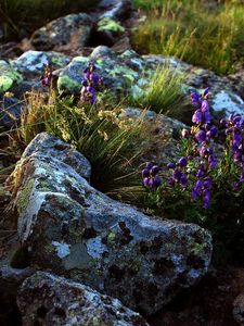 Preview wallpaper flowers, stones, lilac, grass, life