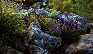 Preview wallpaper flowers, stones, lilac, grass, life