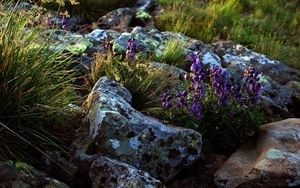 Preview wallpaper flowers, stones, lilac, grass, life