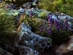 Preview wallpaper flowers, stones, lilac, grass, life