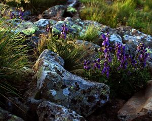 Preview wallpaper flowers, stones, lilac, grass, life