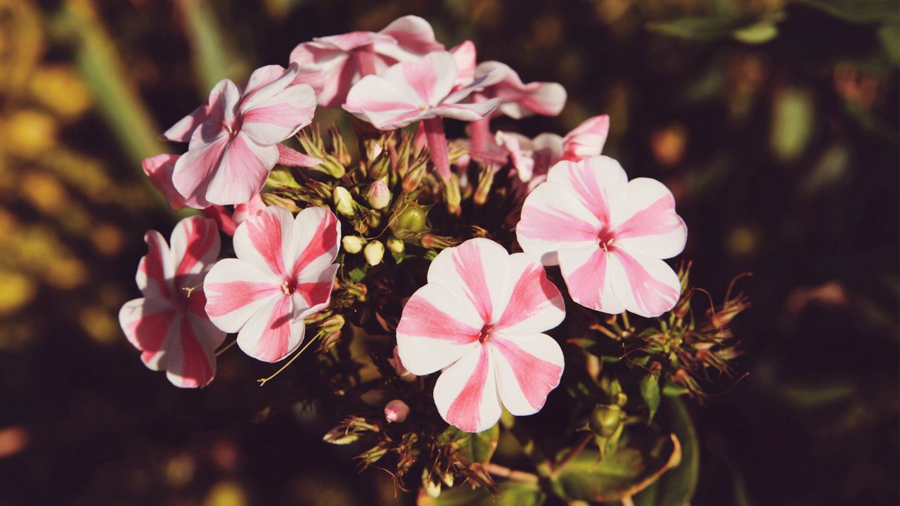 Wallpaper flowers, stripes, buds, pot