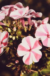 Preview wallpaper flowers, stripes, buds, pot