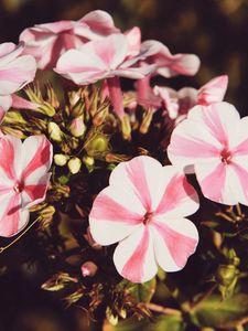 Preview wallpaper flowers, stripes, buds, pot