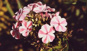 Preview wallpaper flowers, stripes, buds, pot