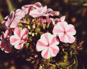 Preview wallpaper flowers, stripes, buds, pot