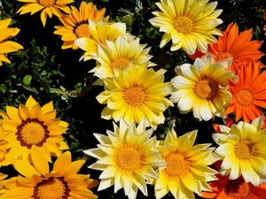 Preview wallpaper flowers, sun, greenery, flowerbed, bright