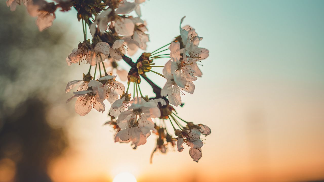 Wallpaper flowers, sunset, branch