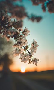 Preview wallpaper flowers, sunset, branch