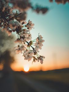 Preview wallpaper flowers, sunset, branch