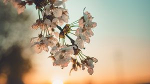 Preview wallpaper flowers, sunset, branch