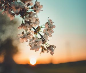Preview wallpaper flowers, sunset, branch