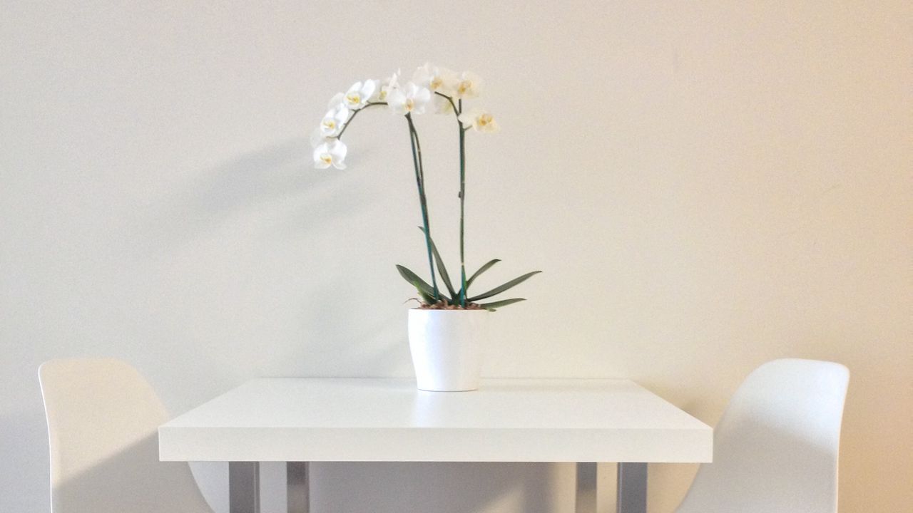 Wallpaper flowers, table, chairs, aesthetics, interior, white