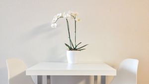 Preview wallpaper flowers, table, chairs, aesthetics, interior, white