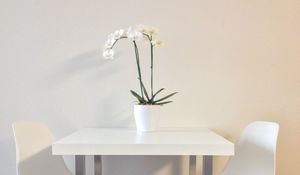 Preview wallpaper flowers, table, chairs, aesthetics, interior, white