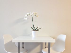 Preview wallpaper flowers, table, chairs, aesthetics, interior, white