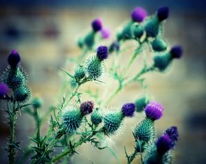 Preview wallpaper flowers, thorns, greenery, blurring