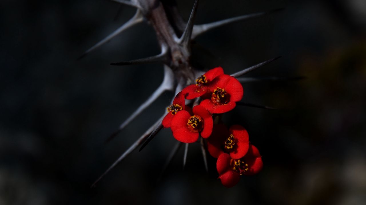 Wallpaper flowers, thorns, needles, red, blur