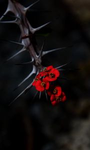 Preview wallpaper flowers, thorns, needles, red, blur