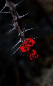 Preview wallpaper flowers, thorns, needles, red, blur