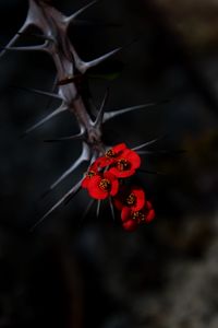 Preview wallpaper flowers, thorns, needles, red, blur